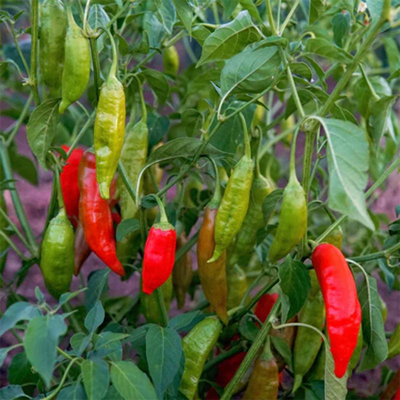 Semi di Peperoncino Piccante per Piantare