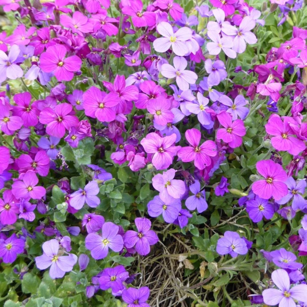 Rock Cress Flower Seeds (Rainbow Rockcress)