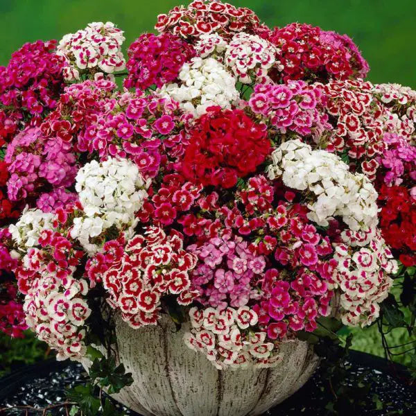 Graines de fleur de Giroflée des murailles