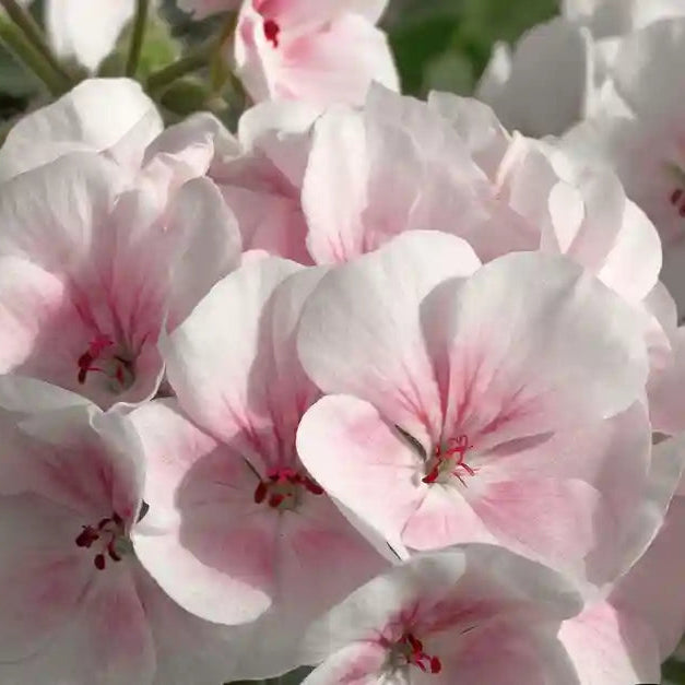 Semillas de flores de geranio