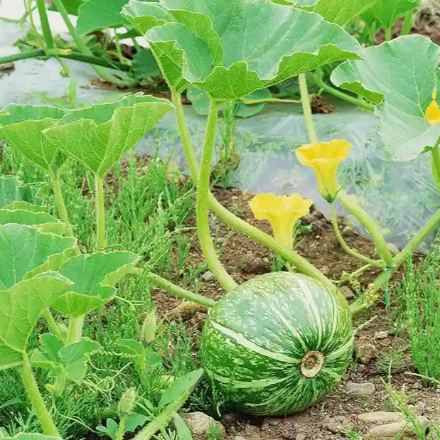 Semi di frutta di zucca verde giapponese