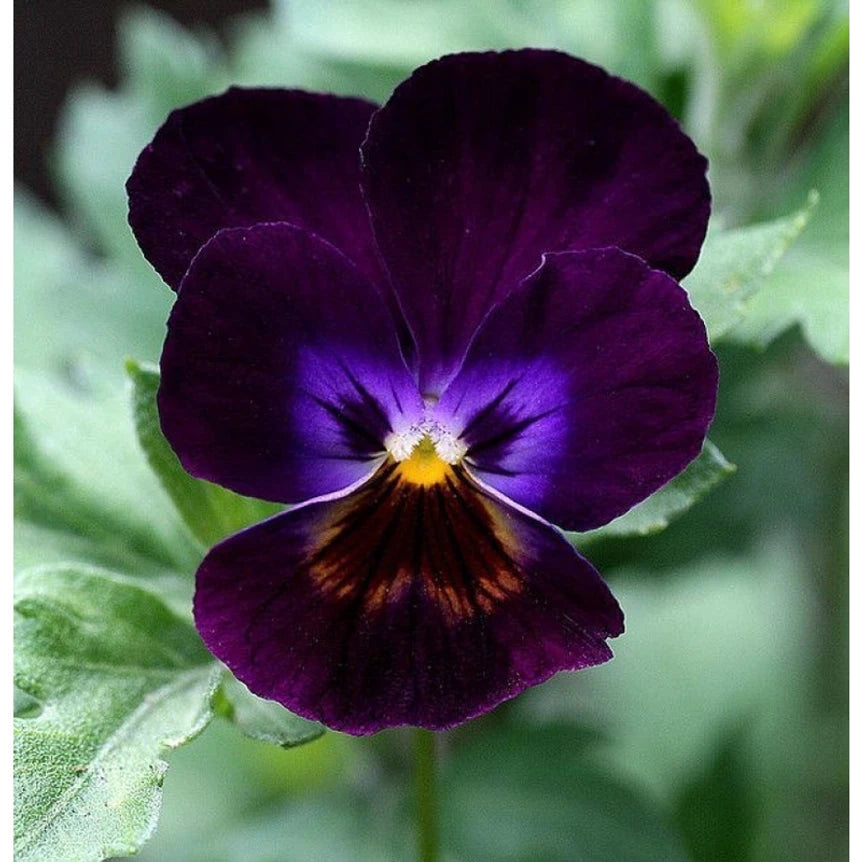 Pansy Violet Flower Seeds