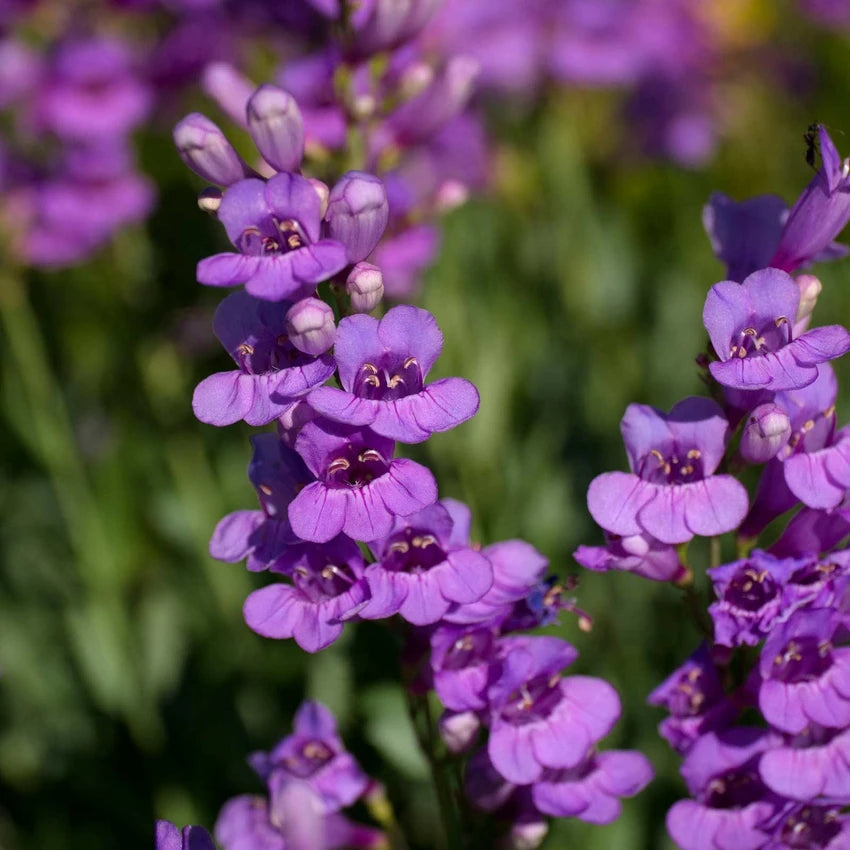 Penstemon Strictus Flower Seeds
