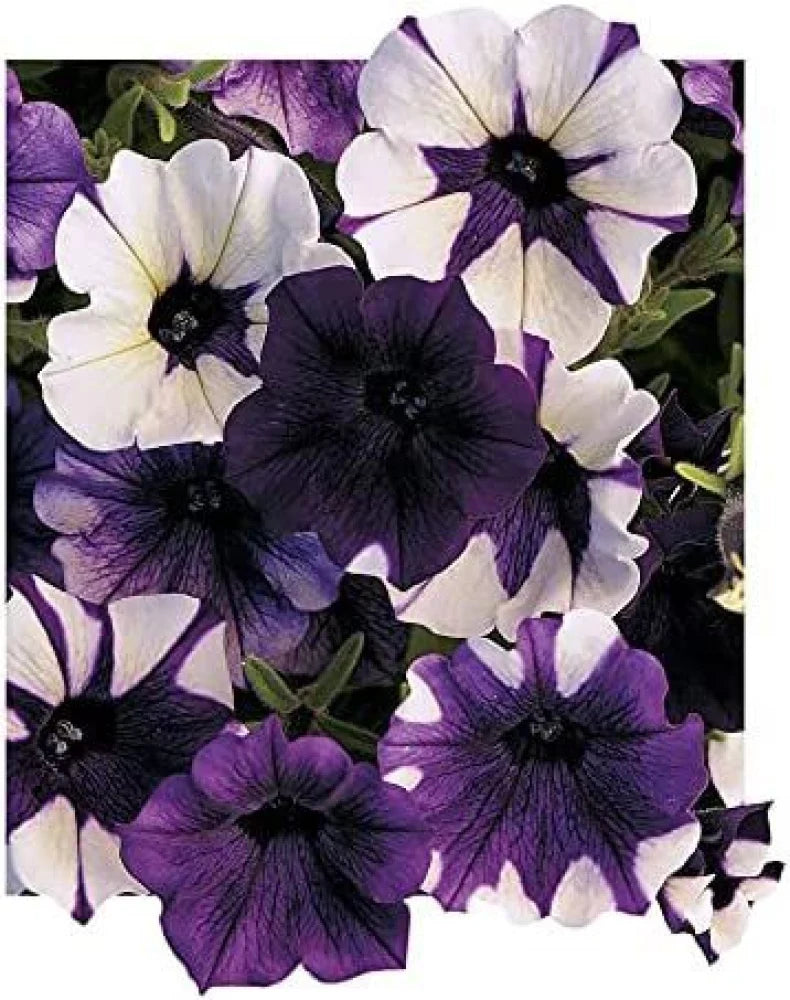 Shock Wave Tie Dye Purple Petunia Flower seeds for Planting - Shade Tolerant, Heirloom & GMO Free Seeds for Home Garden
Sale for planting in home garden.