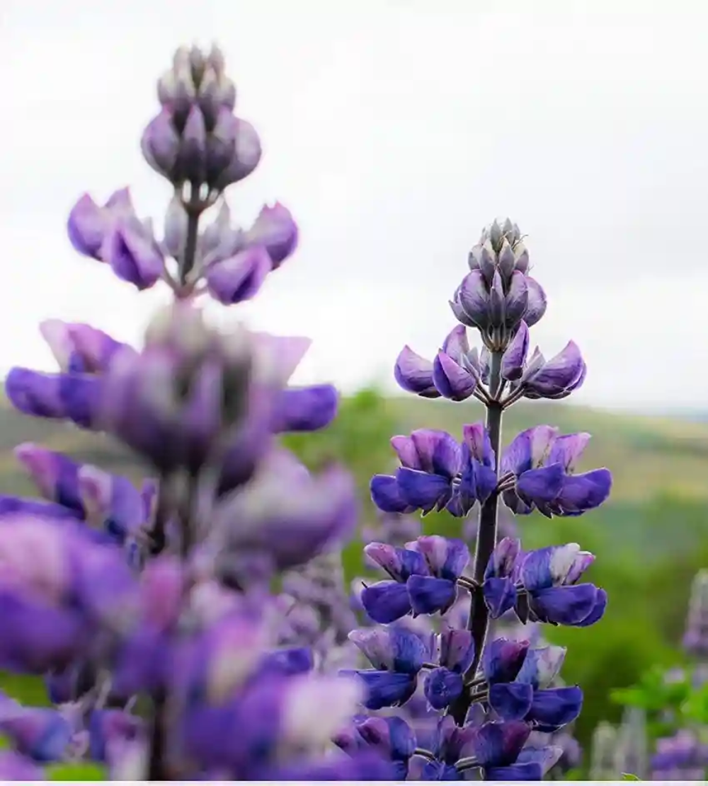 Lavandula Angustifolia Lavender Flower Seeds
