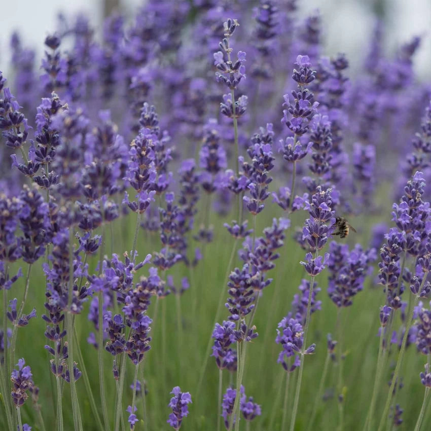 Graines d'herbe de lavande Munstead