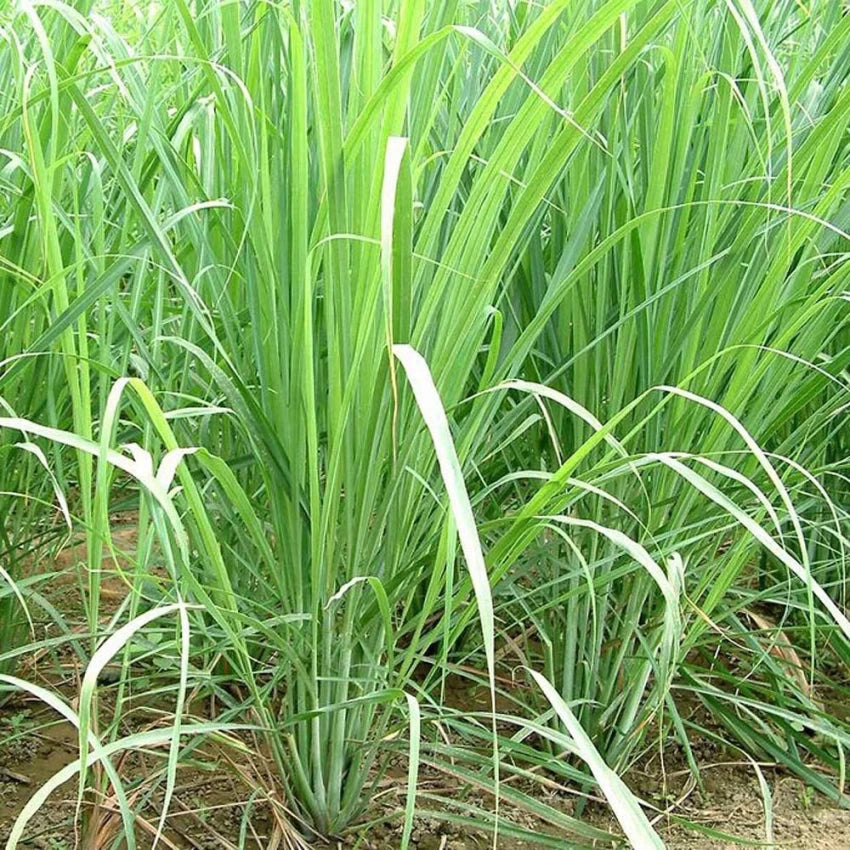 Lemon Grass Herb Seeds