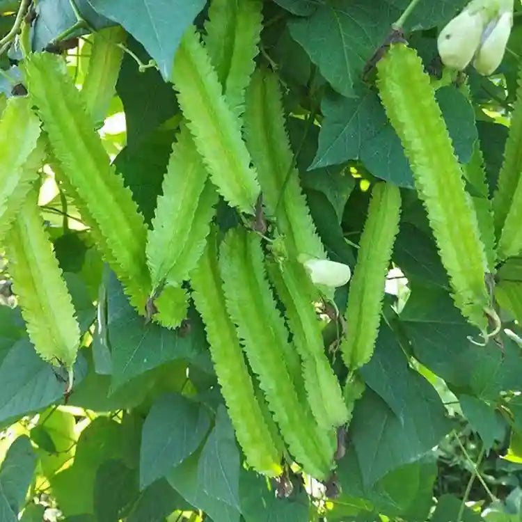 Winged Bean (Psophocarpus tetragonolobus) Seeds for Planting – Heirloom, Non-GMO, High-Protein, Tropical Annual