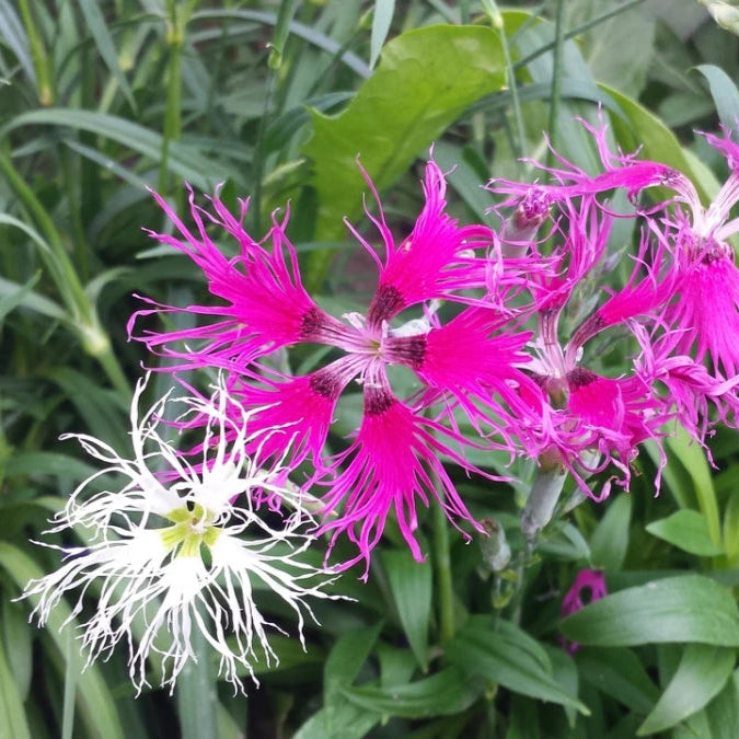Dianthus Rainbow Loveliness Flower Seeds