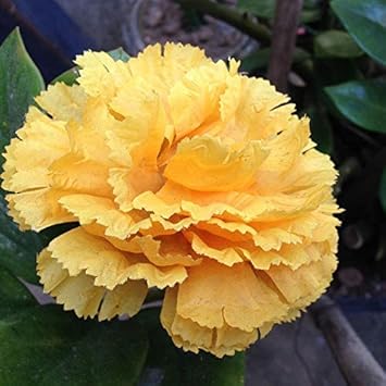 Yellow Dianthus Flower seeds for Planting - Wildflower Mix, Heirloom & GMO Free Seeds for Home Garden
Sale seeds for planting in home garden