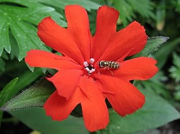 Red Orange Lychnis Arkwrightii Flower seeds for Planting - Shade Tolerant, Heirloom & GMO Free Seeds for Home Garden
Sale for planting in home garden.