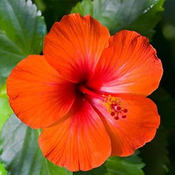 Hibiscus Flower Seeds in Orange Flower seeds for Planting - Low Maintenance, Heirloom & GMO Free Seeds for Home Garden
Sale for planting in home garden.