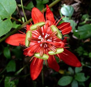 Red Passiflora Flower seeds for Planting - Long Bloom Season, Heirloom & GMO Free Seeds for Home Garden
Sale for planting in home garden