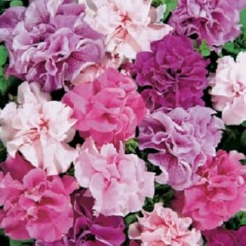 Mixed Pelleted Flower seeds for Planting - Bright Blooms, Heirloom & GMO Free Seeds for Home Garden
Sale for planting in home garden.