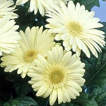 White Gerbera Vanilla Flower seeds for Planting - Garden Favorite, Heirloom & GMO Free Seeds for Home Garden
Sale seeds for planting in home garden