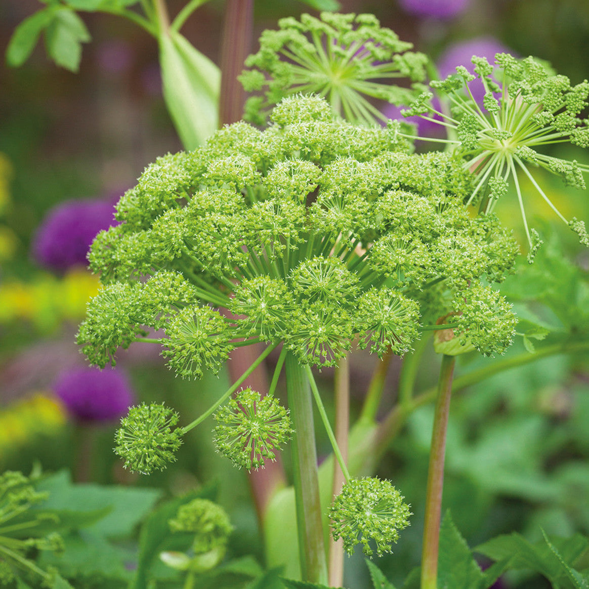 Semi di erba angelica