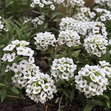 Alyssum Flower seeds for Planting Shade Tolerant Heirloom & GMO Free Seeds for Home Garden
Sale for planting in home garden