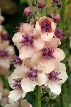 Antique Rose Verbascum Flower seeds for Planting - Cottage Garden Essential, Heirloom & GMO Free Seeds for Home Garden
Sale for planting in home garden.