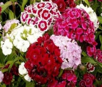 Mixed Barbatus Flower seeds for Planting - Wildflower Mix, Heirloom & GMO Free Seeds for Home Garden
Sale for planting in home garden.
