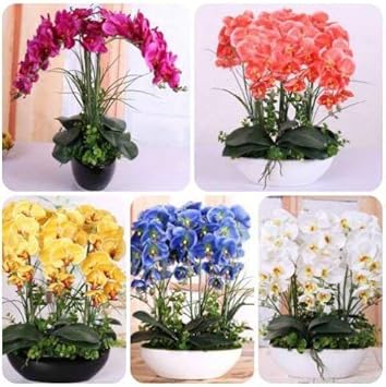 Mixed Phalaenopsis Orchid Flower seeds for Planting - Colorful Display, Heirloom & GMO Free Seeds for Home Garden
Sale for planting in home garden.