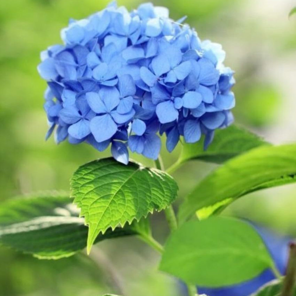 Blue Hydrangea Flower Seeds for Planting – Heirloom, Non-GMO, Perennial, Shade-Tolerant