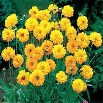 Yellow Coreopsis Flower seeds for Planting - Wildflower Mix, Heirloom & GMO Free Seeds for Home Garden
Sale for planting in home garden.