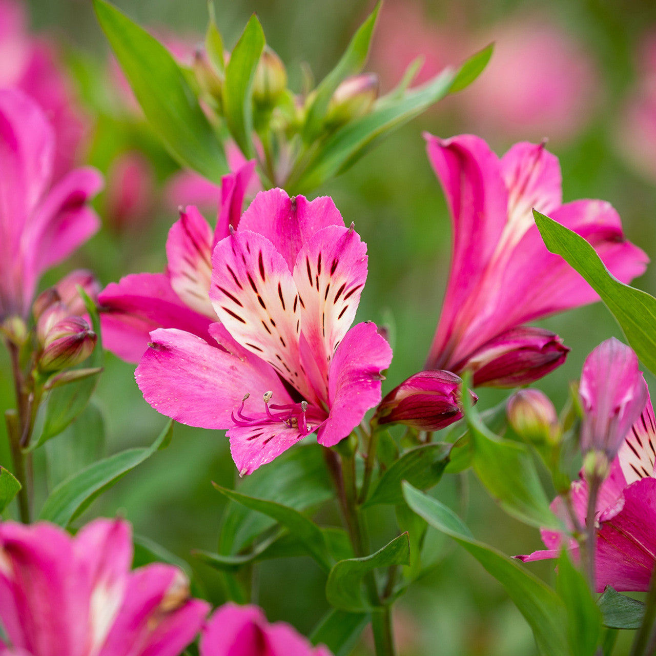 Pink Alstroemeria Flower Seeds
