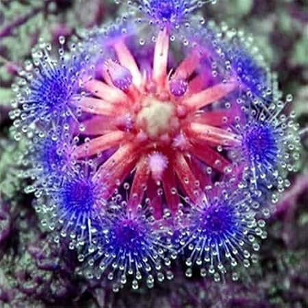 Blue Sundew Flower seeds for Planting - Bright Blooms, Heirloom & GMO Free Seeds for Home Garden