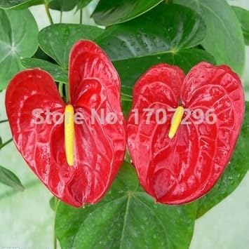 Red Anthurium Flower seeds for Planting - Vibrant Colors, Heirloom & GMO Free Seeds for Home Garden
Sale for planting in home garden.