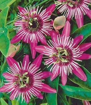 Pink White Passion Flower seeds for Planting - Vibrant Colors, Heirloom & GMO Free Seeds for Home Garden
Sale for planting in home garden