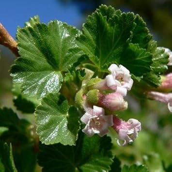 Pink Ribes Cereum Flower seeds for Planting - Compact Growth, Heirloom & GMO Free Seeds for Home Garden
Sale seeds for planting in home garden