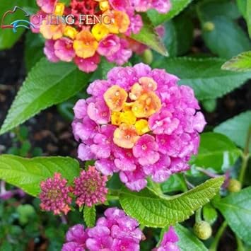 Pink Lantana Flower seeds for Planting - Cut Flower Favorite, Heirloom & GMO Free Seeds for Home Garden
Sale seeds for planting in home garden