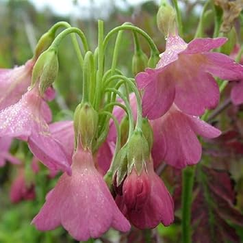 Primula Waltonii Flower seeds for Planting Low Maintenance Heirloom & GMO Free Seeds for Home Garden
Sale seeds for home garden planting