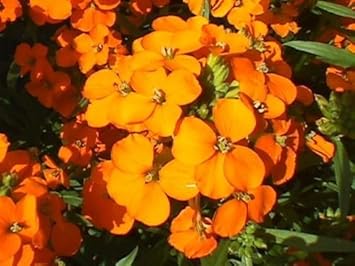 Orange Siberian WallFlower seeds for Planting - Wildflower Mix, Heirloom & GMO Free Seeds for Home Garden
Sale for planting in home garden