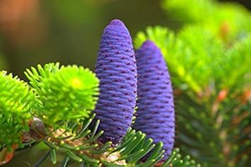 Purple Abies Koreana Flower seeds for Planting - Sun Loving, Heirloom & GMO Free Seeds for Home Garden
Sale seeds for planting in home garden