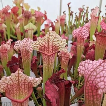 Sarracenia Flower seeds for Planting - Wildflower Mix, Heirloom & GMO Free Seeds for Home Garden
Sale for planting in home garden