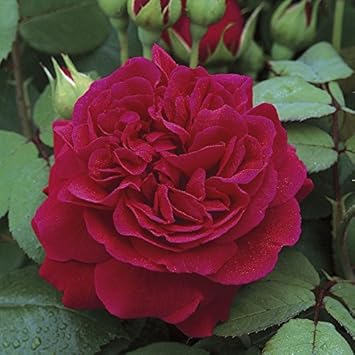 Dark Red Climbing Rose Flower seeds for Planting - Shade Tolerant, Heirloom & GMO Free Seeds for Home Garden
Sale seeds for planting in home garden