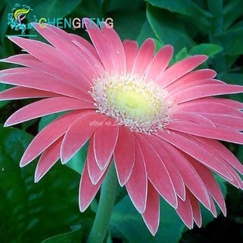 Pink Sunflower Flower seeds for Planting - Perfect for Borders, Heirloom & GMO Free Seeds for Home Garden
Sale for planting in home garden.