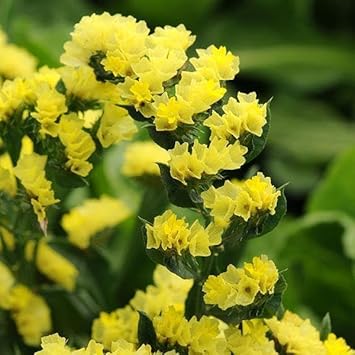 Heirloom Limonium Flower seeds for Planting Seasonal Bloomer Heirloom & GMO Free Seeds for Home Garden
Sale for planting in home garden