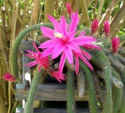 Aporocactus Flower seeds for Planting - Pollinator Friendly, Heirloom & GMO Free Seeds for Home Garden
Sale seeds for planting in home garden