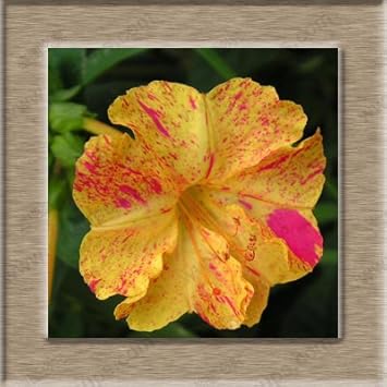 Orange Pink Mirabilis Flower seeds for Planting - Vibrant Colors, Heirloom & GMO Free Seeds for Home Garden
Sale for planting in home garden.