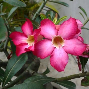 Adenium Flower seeds for Planting - Shade Tolerant, Heirloom & GMO Free Seeds for Home Garden
Sale for planting in home garden
