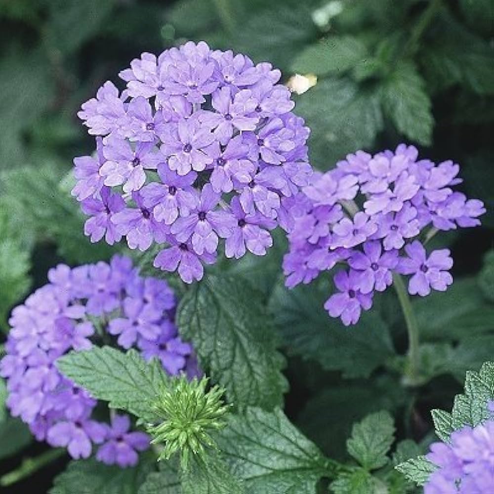Verbena 'Blue Lagoon' Flowers Seeds