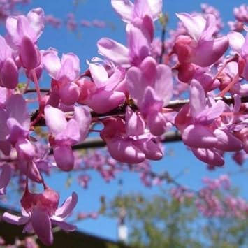 Pink Cercis Flower seeds for Planting Easy to Grow Heirloom & GMO Free Seeds for Home Garden
Sale seeds for home garden planting