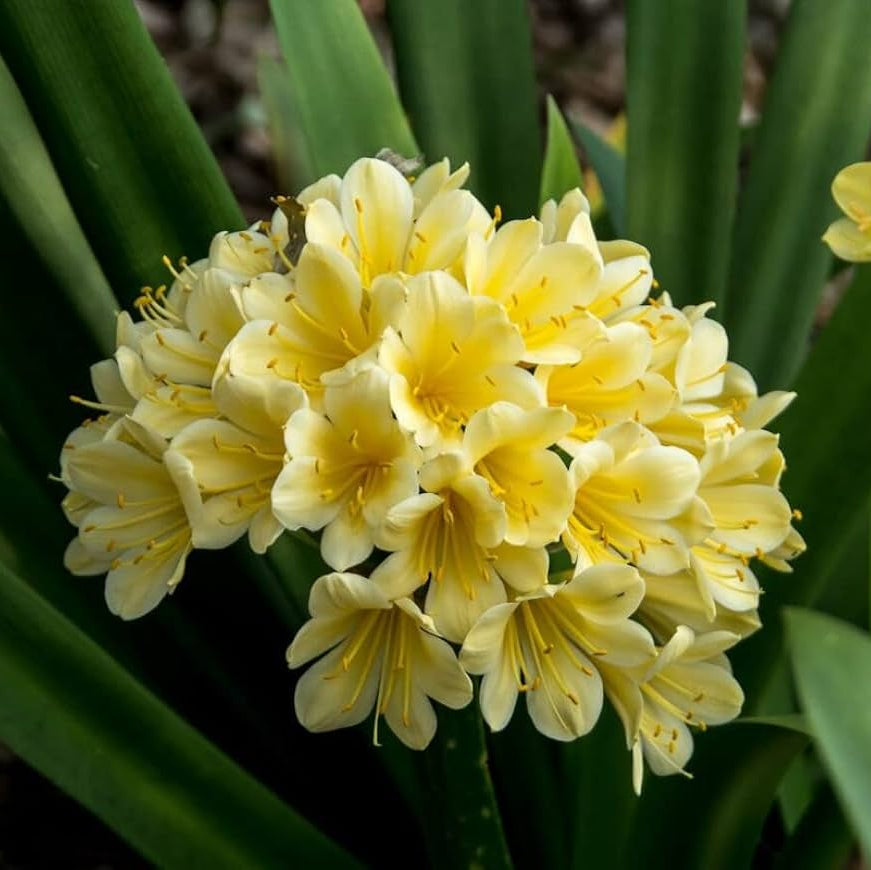 Yellow Clivia Flower Seeds
