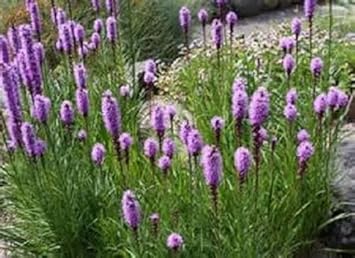 Purple Liatris Spicata Flower seeds for Planting - Low Maintenance, Heirloom & GMO Free Seeds for Home Garden
Sale for planting in home garden