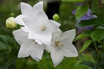 White Balloon Flower seeds for Planting - Wildflower Mix, Heirloom & GMO Free Seeds for Home Garden
Sale for planting in home garden