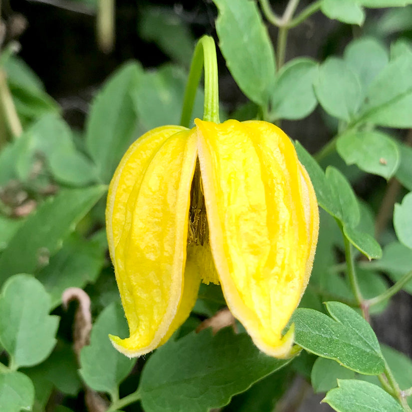 Golden Clematis Tangutica Flower Seeds
