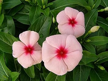 Pink Vinca Flower seeds for Planting - Fragrant Blossoms, Heirloom & GMO Free Seeds for Home Garden
Sale for planting in home garden.