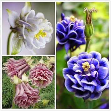 Mixed Aquilegia Flower seeds for Planting - Perfect for Borders, Heirloom & GMO Free Seeds for Home Garden
Sale for planting in home garden